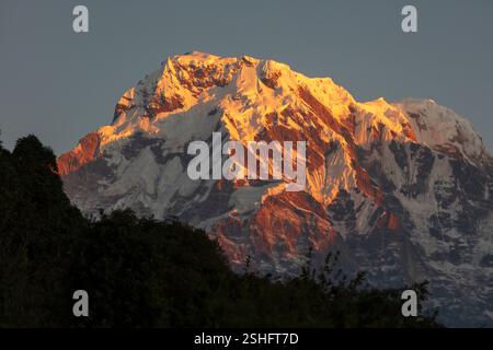 Der Sonnenaufgang erreicht Annapurna South, das sich auf 26.648 Fuß (7219 Meter) erhebt, wie man vom Mardi Himal Trek in der Annapurna Range - Nepal aus gesehen sieht Stockfoto