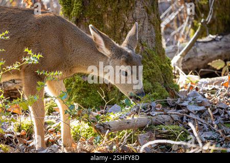 Ein kleines Schwarzwedelhirsch im Wald des Oaks Bottom Wildlife Refuge in Portland Oregon Stockfoto