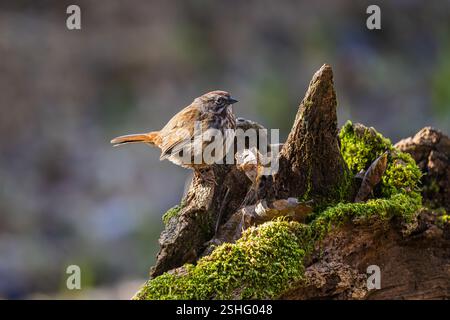 Ein Song Sparrow, der auf einem moosigen Baumstumpf im Oaks Bottom Wildlife Refuge in Portland, Oregon, thront Stockfoto
