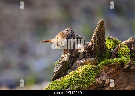 Ein Song Sparrow, der auf einem moosigen Baumstumpf im Oaks Bottom Wildlife Refuge in Portland, Oregon, thront Stockfoto