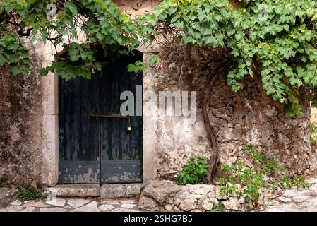 Altes Steinhaus umgeben von Weinreben Stockfoto