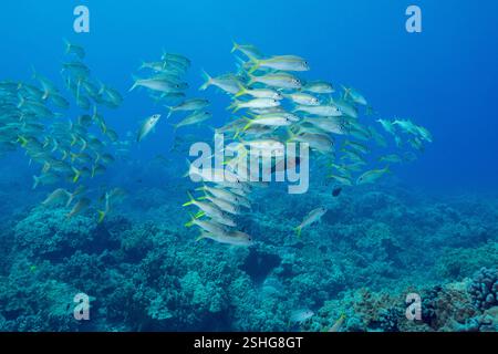 Schule von Gelbflossenziegen, Mulloidichthys vanicolensis, begleitet von Sattelfischen, Thalassoma duperrey, die sich von ihrem Kot ernähren, Kona, HI Stockfoto