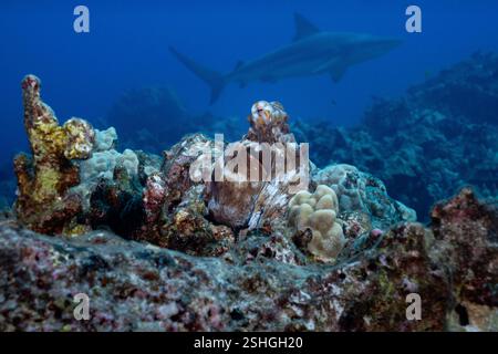 Tageskrake, Octopus cyanea, mit weißem Farbmuster, mit Schwarzspitzenhai, Carcharhinus limbatus, im Hintergrund vorbeiziehend, Kona, Hawaii Stockfoto
