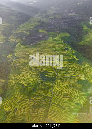 Vertikale Luftaufnahme der Longji-Reisterrassen in China, aufgenommen von der Drohne Stockfoto