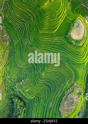Aus nächster Nähe sehen Sie Longji Reisterrassen in China, die den Berg hinunter gehen, aus der Vogelperspektive Stockfoto
