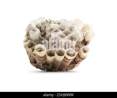 Isolierte Wasp Nest Stockfoto
