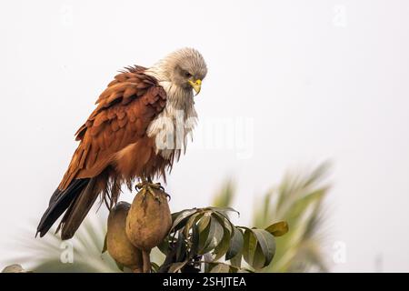 Ein Brahminy-Drachen (Haliastur indus), auch bekannt als Red-back-Drachen, thront auf einer Mahagoni-Frucht und blickt mit einem wachsamen Ausdruck nach unten. Stockfoto