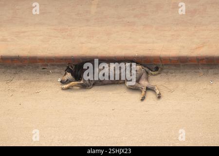 Ein schwarzer Hund liegt an einem ruhigen Morgen auf einer Sandstraße in der Nähe des Fußwegs. Stockfoto