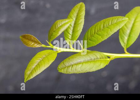 Nahaufnahme eines jungen, grünen Zitronenblattes vor einem verschwommenen grauen Hintergrund. Stockfoto
