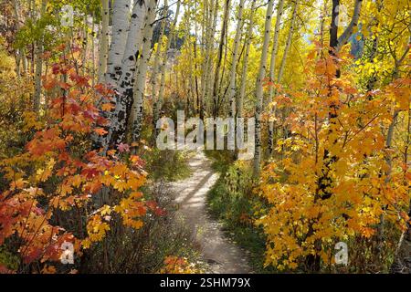 A winding trail meanders through a forest filled with golden and orange leaves. Aspen trees tower above, creating a picturesque scene of autumn beauty Stockfoto