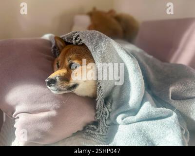 Nachdenklicher Shiba Inu mit einem traurigen Ausdruck, Kopf unter einer Decke. Die Stimmung ist nachdenklich und besinnlich. Hochwertige Nahaufnahmen. Kopierbereich verfügbar. Stockfoto