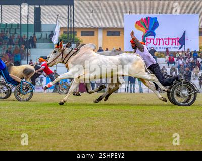Bullock Cart-Rennen bei den Olympischen Spielen im ländlichen Raum in Kila Raipur, Punjab, Indien Stockfoto