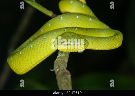 Männliche Wagler-Grubenviper (Tropidolaemus wagleri), Schlange auf einem Ast, Sarawak, Borneo Stockfoto