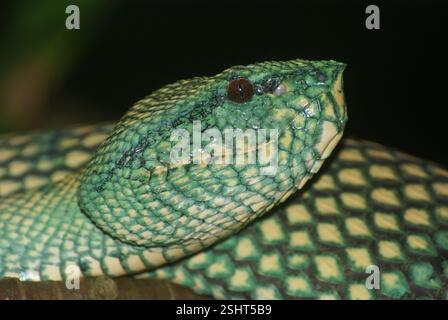 Leiter der Wagler-Grubenviper (Tropidolaemus wagleri), weibliche Schlange, Nahaufnahme, Sarawak, Borneo Stockfoto