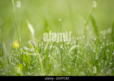 Tautropfen glitzern auf lebendigem grünem Gras, die wunderschön mit einem unscharfen, natürlichen Hintergrund aufgenommen werden, erinnern an eine ruhige Morgenszene voller Ruhe und Ruhe Stockfoto