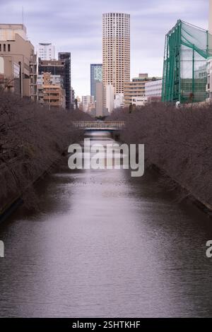 Kirschblüten in Meguro Stockfoto