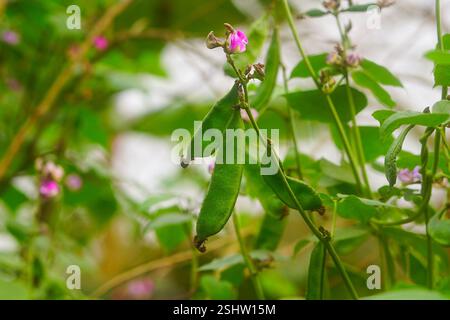 Grüne Hyazinthen hängen an ihrer Pflanze mit rosa Blüten im Gemüsegarten Stockfoto