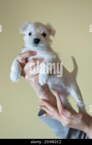 Hände, die einen kleinen, süßen, weißen Schnauzer-Welpen halten Stockfoto