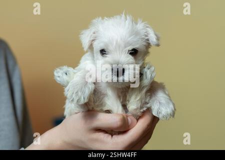 Winziger weißer Miniatur-Schnauzer-Welpe in der Hand Stockfoto