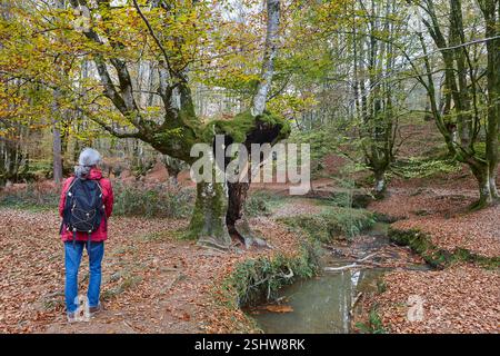 Buchenwald in Vizcaya. Hayedo Otzarreta, Gorbeia. Herbstlandschaft. Spanien Stockfoto