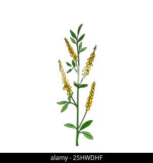 Botanische bunte Wildblume isoliert auf weißem Hintergrund. Hand gezeichnete Pflanze mit Stamm, Zweigen, Blättern und Blumen Vektor Illustration. Grafische Darstellung Stock Vektor