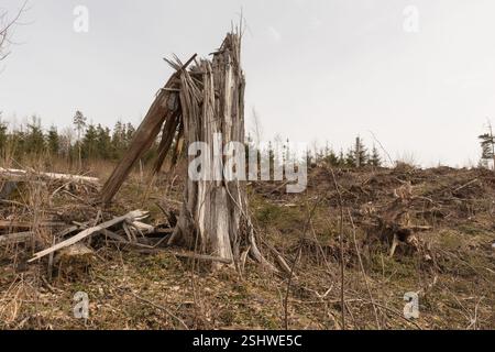 Ein toter Baum in einer bewaldeten Umgebung, der viele Äste hat und mit Moos bedeckt ist. Stockfoto