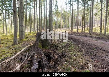 Ein Wald mit vielen Bäumen, und die Straße führt durch den Wald, wo man einen großen Stumpf sehen kann. Stockfoto