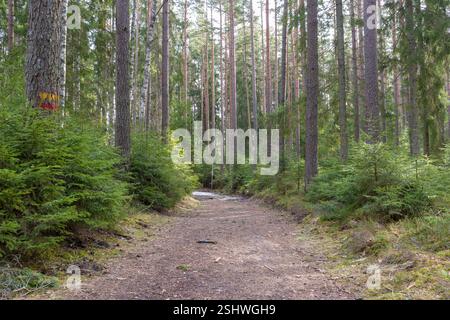 Ein Wald mit vielen Bäumen, und die Straße führt durch den Wald, wo man einen großen Stumpf sehen kann. Stockfoto