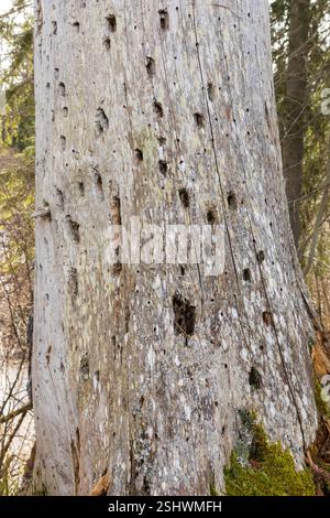 Man sieht einen alten Baum mit vielen Hohlräumen und Rissen im Stamm. Stockfoto