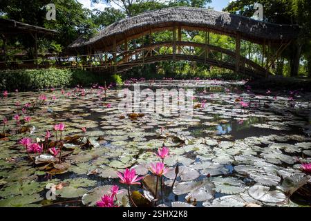 Rosafarbene Seerosenblume, Bunga Teratai, Nymphaea Rubra (Pubescens) und traditionelle Brücken aus Bambus. Stockfoto