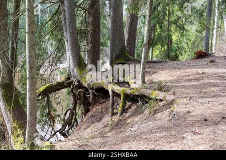 Malerische Aussicht auf einen Wald mit vielen Bäumen, die teilweise tot und teilweise grün sind, mit einem klaren Himmel im Hintergrund. Stockfoto