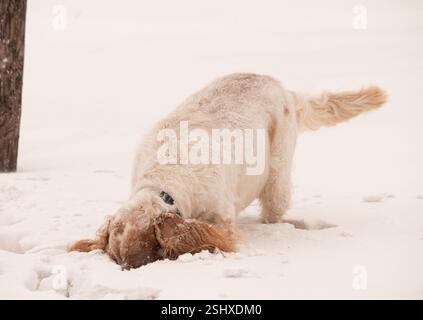 Weißer und brauner English Cocker Spaniel mit im tiefen Schnee vergrabenem Kopf Stockfoto