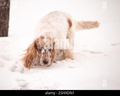 Weißer und brauner Cocker Spaniel spielt im tiefen Schnee mit schneebedeckter Schnauze Stockfoto