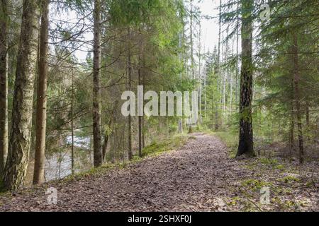 Ein Wald mit vielen Bäumen und einer Straße in der Mitte. Stockfoto