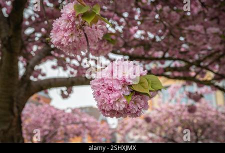 Prunus Kanzan Kirschbaum in voller Blüte im April. Stockfoto