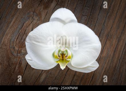Weiße Motten-Orchideenblume auf hölzernem Hintergrund. Stockfoto