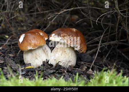 Boletuspilze im Wald. Essbare Pilze, gesunde Nahrung Stockfoto