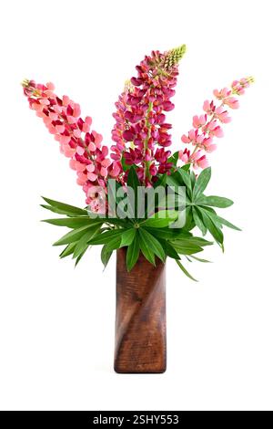 Rosafarbener Lupinus, Lupinen-Blüten in Vase isoliert auf weißem Hintergrund. Stockfoto