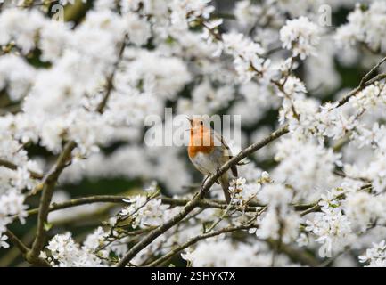 Europäischer robin Erithacus rubecula, singend, thront in blühendem wilden Kirschbaum, County Durham, England, Großbritannien, Februar. Stockfoto