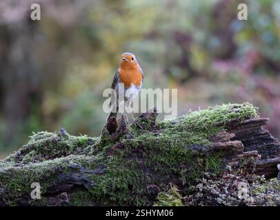 Europäischer robin Erithacus rubecula, hoch auf Moos im Garten, County Durham, England, Großbritannien, November. Stockfoto