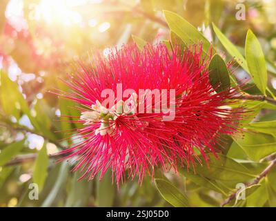 Rote Flaschenbürstenanlage. Melaleuca citrina, die karmesinrote Flaschenbürste aus Australien. Stockfoto