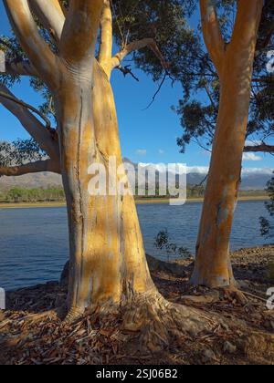 Eukalyptus dalrympleana Tree Cape Region Südafrika Stockfoto