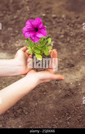 Blüte (Petunie-Keimling) mit geschlossenem Wurzelsystem in den Händen des Menschen. Pflanzen von Blumen. . Pflege von Blumenbeeten. Stockfoto