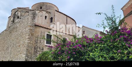 Die ikonische Kirche St. Donatus, eine vorromanische Kirche aus dem 9. Jahrhundert in Zadar, Kroatien. Stockfoto