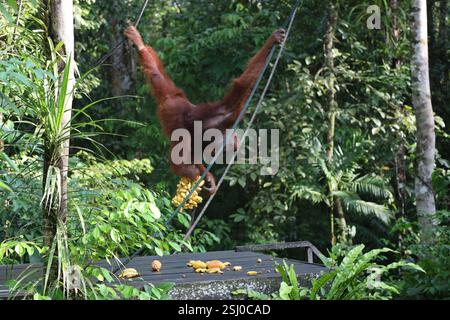 Erwachsene männliche Orang-Utan (Orang-Utan) schnappt sich einen großen Bananenbund zum Frühstück, der kopfüber von Seilen hängt, wenn die Morgensonne (Sonnenaufgang) hereinbricht Stockfoto