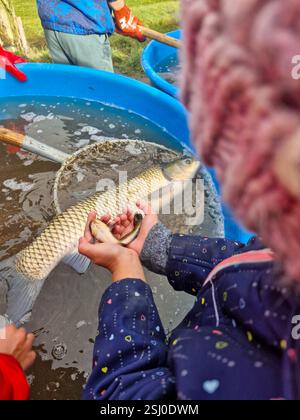 Kinderhände halten einen kleinen Fisch über einer Wanne gefangener Fische während der traditionellen Herbstfischernte in der Tschechischen Republik, im Hintergrund A Stockfoto
