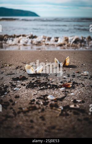 Zwei offene Muscheln, die im Sand an einem Sandstrand in Albanien an der albanischen Riviera vergraben sind, mit plätschernden Meereswellen im Hintergrund Stockfoto