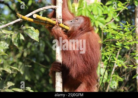 Erwachsene männliche Orang-Utan (Orang-Utan), die Zuckerrohrstangen zum Frühstück in der hellen Morgensonne im dichten Regenwald von Borneo (Regenwald) kauen Stockfoto