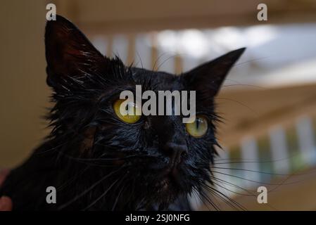 Wütende schwarze Katze, durchnässt und nass nach dem Bad, sie sieht verärgert und verärgert aus Stockfoto