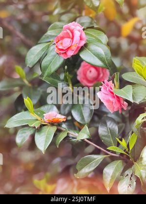 Rosa Camellia japonica blühende Pflanze. Blühende japanische Kamelie im Frühling. Stockfoto